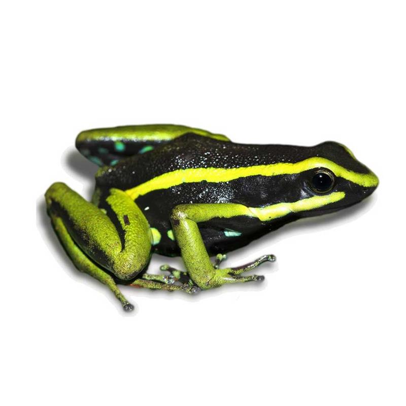 Broasca Epipedobates tricolor anthonyi (Threestriped arrowfrog) - imagine 4